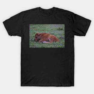 Resting Bison Calf T-Shirt